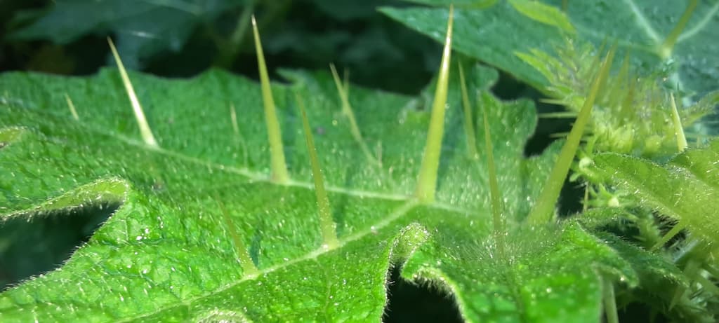 green leaf thorns